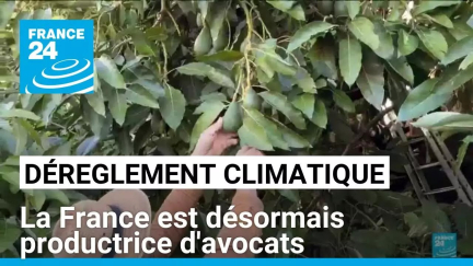 Dérèglement climatique : la France est désormais productrice d'avocats • FRANCE 24