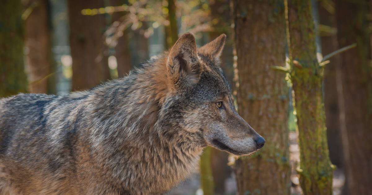 Des scientifiques prônent le retour du loup dans une région d’Ecosse