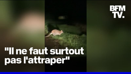 En Bretagne, mystère autour de la présence d'un petit wallaby en liberté