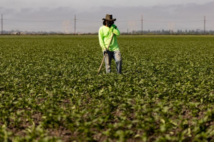 En Californie, la peur se répand parmi les ouvriers agricoles sans papiers après l’opération « Retour à l’envoyeur »