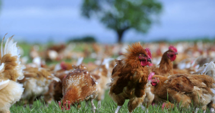 en Charente, «le poulet qu’on vend, c’est une Ferrari face à celui de supermarché» – Libération