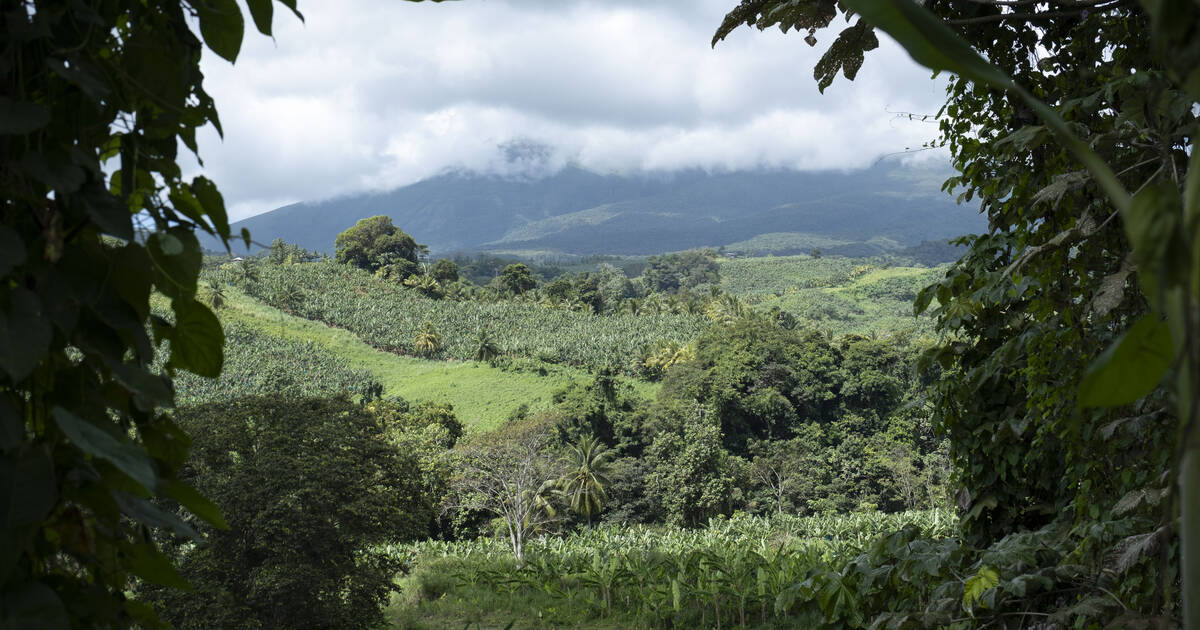 En Guadeloupe, les difficiles efforts vers une filière 0 % chlordécone