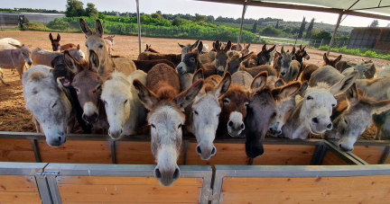 En Israël, un refuge pour animaux plein à croquer