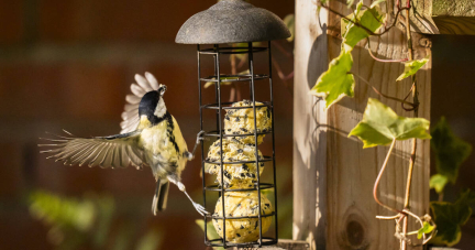 En mars, ne nourrissez plus les oiseaux