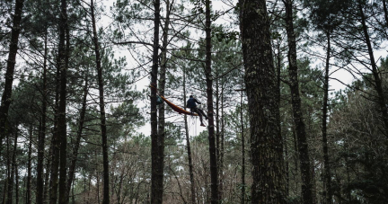 Entraide et résilience : comment s’inspirer des arbres