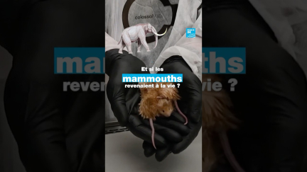 Et si les mammouths revenaient à la vie ? • FRANCE 24