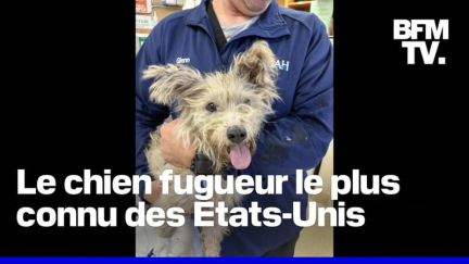 États-Unis: Scrim, le chien fugueur de la Nouvelle-Orléans, que de nombreux habitants recherchent