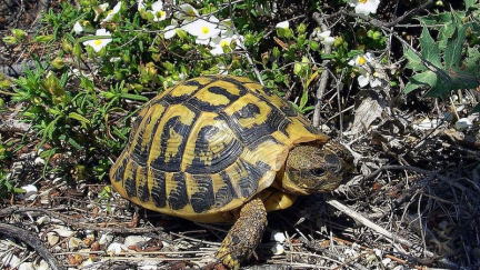 États-Unis: une tortue vivante retrouvée dans le pantalon d'un passager au sein d'un aéroport