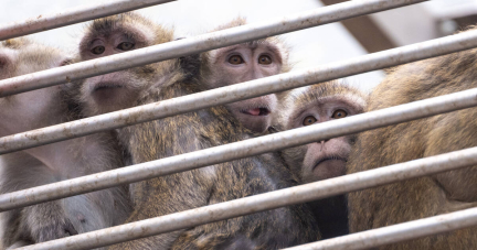 Expérimentation animale : les animaux méritent qu’on respecte l’éthique