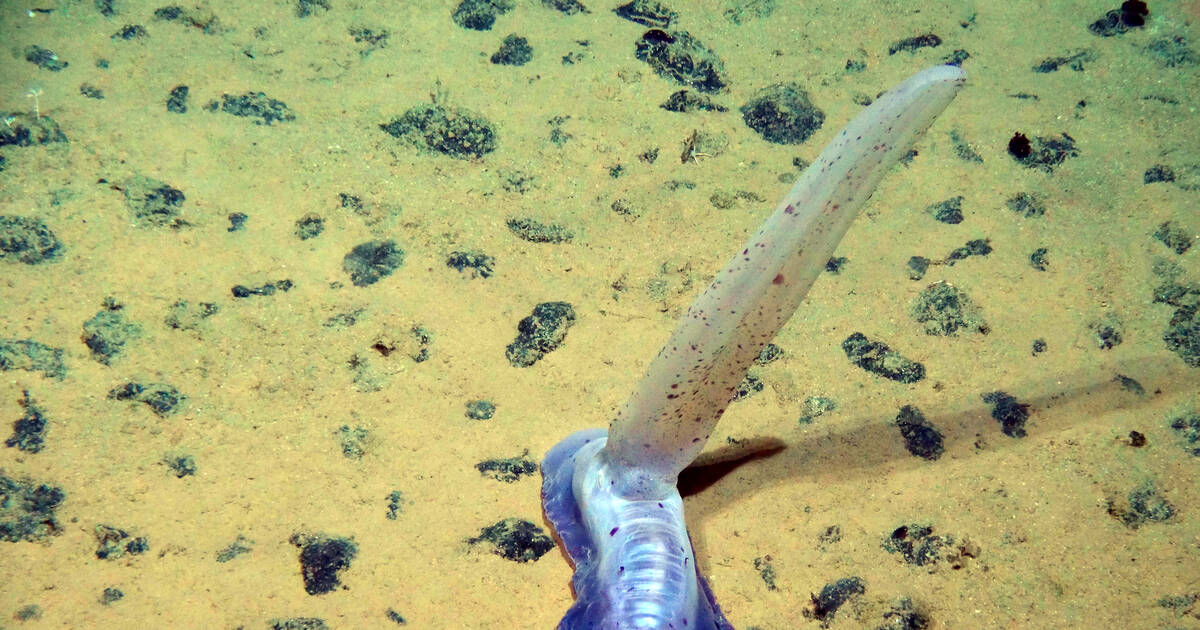 Exploitation des fonds marins : dans les abysses, l’appétit minier menace concombres géants et crevettes à pattes velues