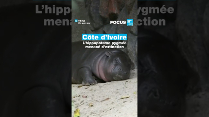 🇨🇮 Côte d'Ivoire : l’hippopotame pygmée menacé d’extinction • FRANCE 24