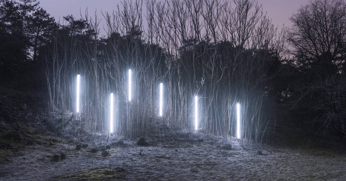 Face au réchauffement climatique, aux arbres citoyens