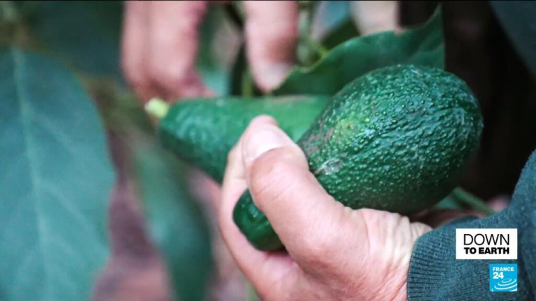 Fancy an avocado? Try a French one!