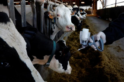 Fièvre ovine : la ministre de l’agriculture, Annie Genevard, annonce des assises contre les épizooties en janvier 2025