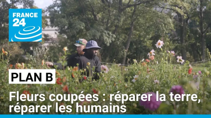 Fleurs coupées : réparer la terre, réparer les humains • FRANCE 24