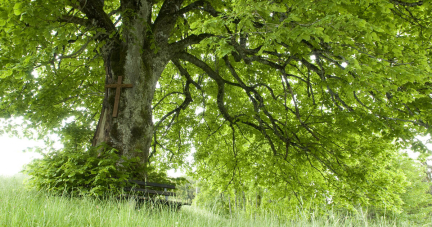 «Forêt de demain, c’est maintenant qu’il faut agir» – Libération