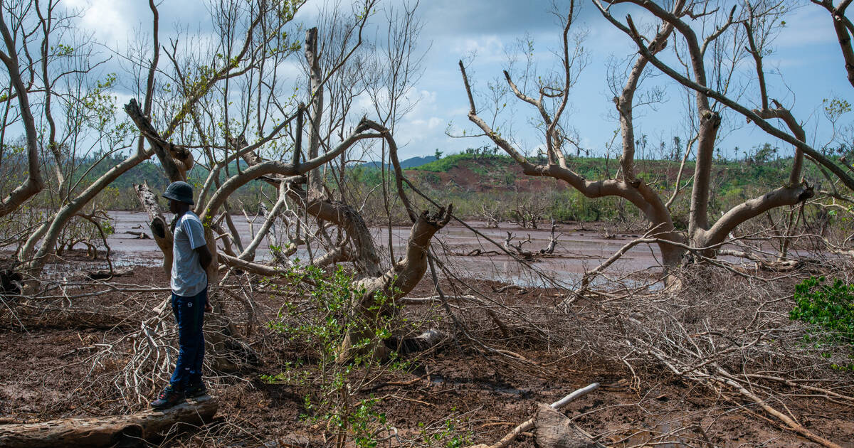 Forêts, mangroves, makis… A Mayotte, la biodiversité ravagée par Chido entame sa longue reconstruction