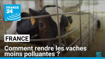 France : Comment réduire les émissions de méthane des vaches ? • FRANCE 24