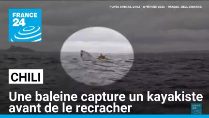 Frayeur en mer : une baleine capture un kayakiste avant de le recracher • FRANCE 24