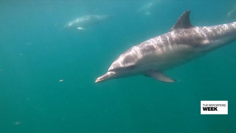 French fishermen 'talk' to dolphins to save them