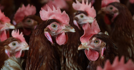 Grippe aviaire : réapparition d’une souche transmissible à l’homme dans un élevage de poulets aux Etats-Unis