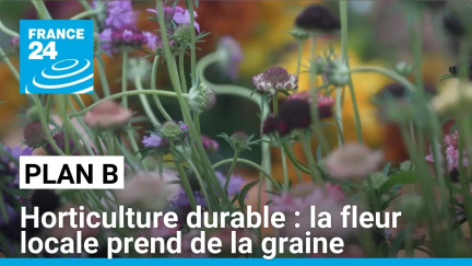 Horticulture durable : la fleur locale prend de la graine • FRANCE 24