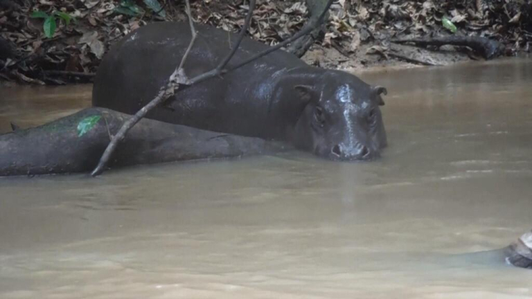 Ivory Coast seeks to protect endangered pygmy hippos