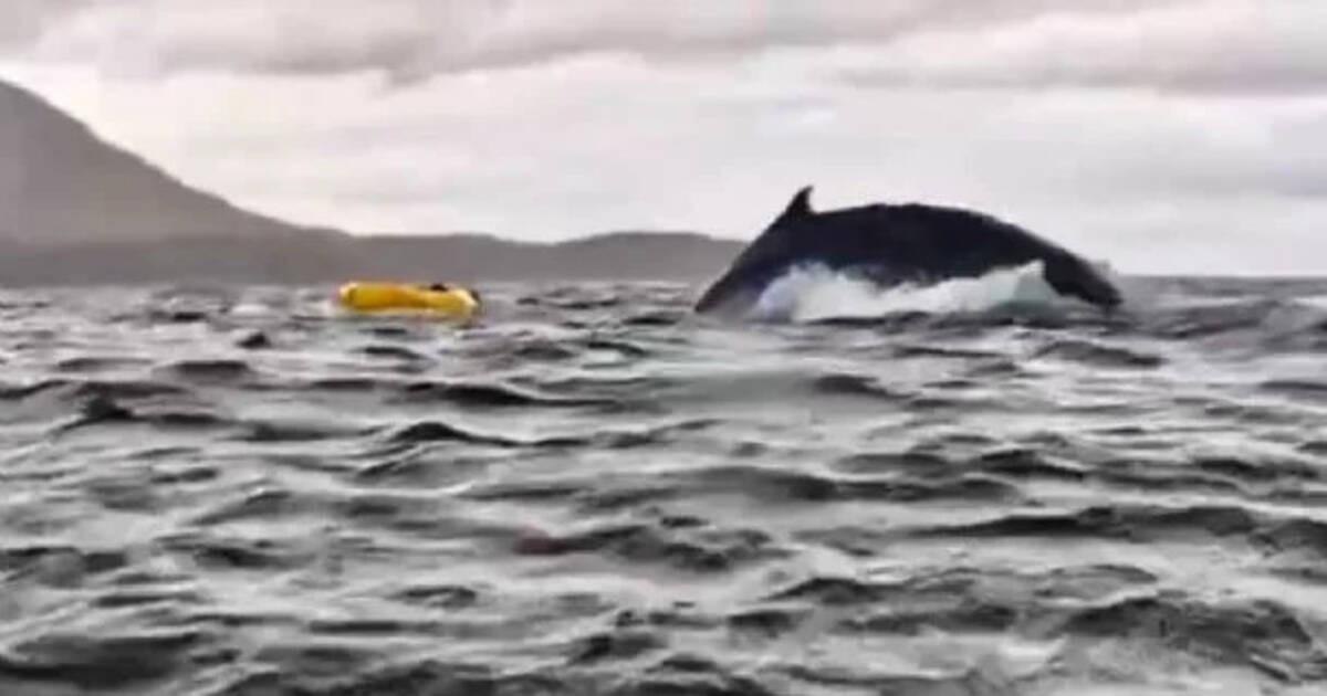 «J’ai cru qu’on m’avait mangé » : au Chili, un jeune kayakiste survit après avoir été recraché par une baleine