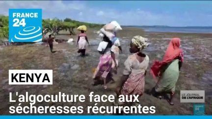 Kenya : l'algoculture pour vivre de la mer, face aux sécheresses récurrentes • FRANCE 24