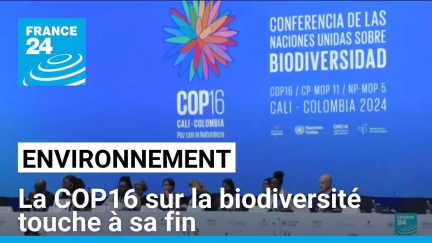 La COP16 sur la biodiversité touche à sa fin mais pas de texte final en vue • FRANCE 24