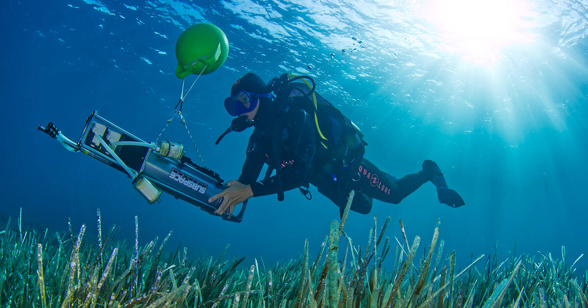 La faune marine de la Méditerranée révélée par son ADN – Libération