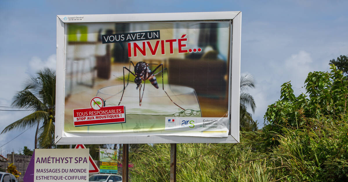 La Guadeloupe fait face à une épidémie de dengue