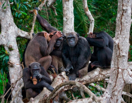 La migration, moteur du développement culturel des chimpanzés