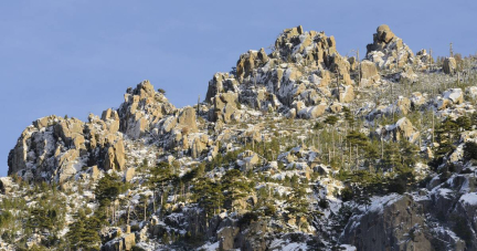 La moitié des forêts de montagne sont en danger en France métropolitaine