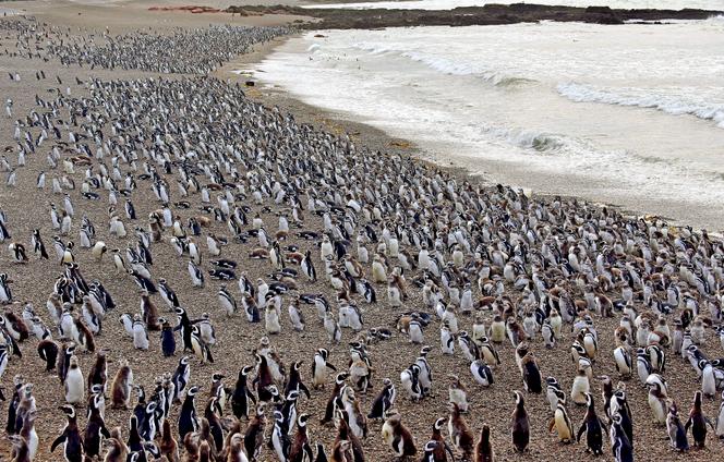 La mort de manchots de Magellan, victimes de « cruauté animale », fait avancer la justice environnementale en Argentine