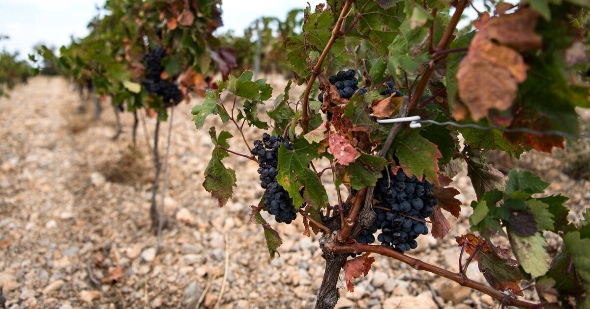 La production de vin dans le monde est au plus bas depuis 1961, la France en net recul