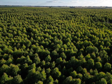 « La vie ici était si différente » : l’industrie papetière et les plantations d’eucalyptus bouleversent l’Uruguay