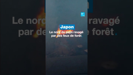 Le #Japon ravagé par des feux de forêt • FRANCE 24