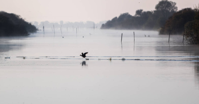 Le lac de Grand-Lieu, une réserve ultra-protégée et pourtant menacée