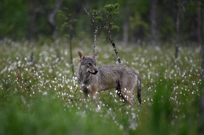 Le loup perd son statut d’espèce « strictement protégée » au sein de la convention de Berne