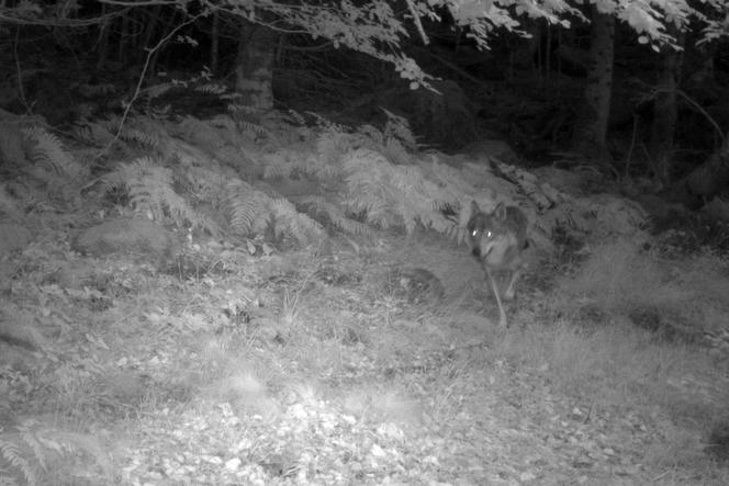 Le nombre de loups présents en France n’augmente plus