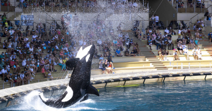 Le parc Marineland d’Antibes veut transférer ses deux dernières orques au Japon, les défenseurs des animaux s’y opposent