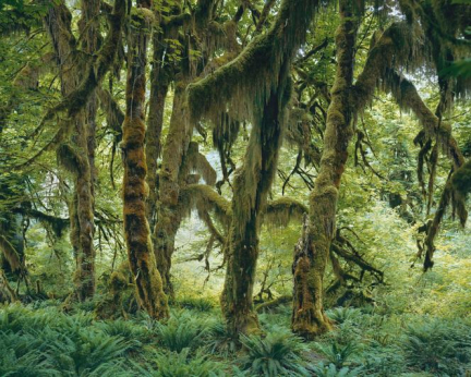 Le photographe Mitch Epstein aux racines de l’Amérique