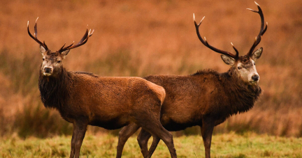 L’Ecosse à la merci de l’effet de cerf