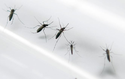 L’épidémie de dengue est déclarée à la Guadeloupe