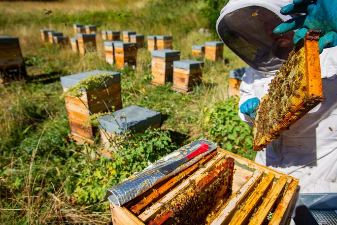 Les abeilles ne font plus autant le miel des apiculteurs