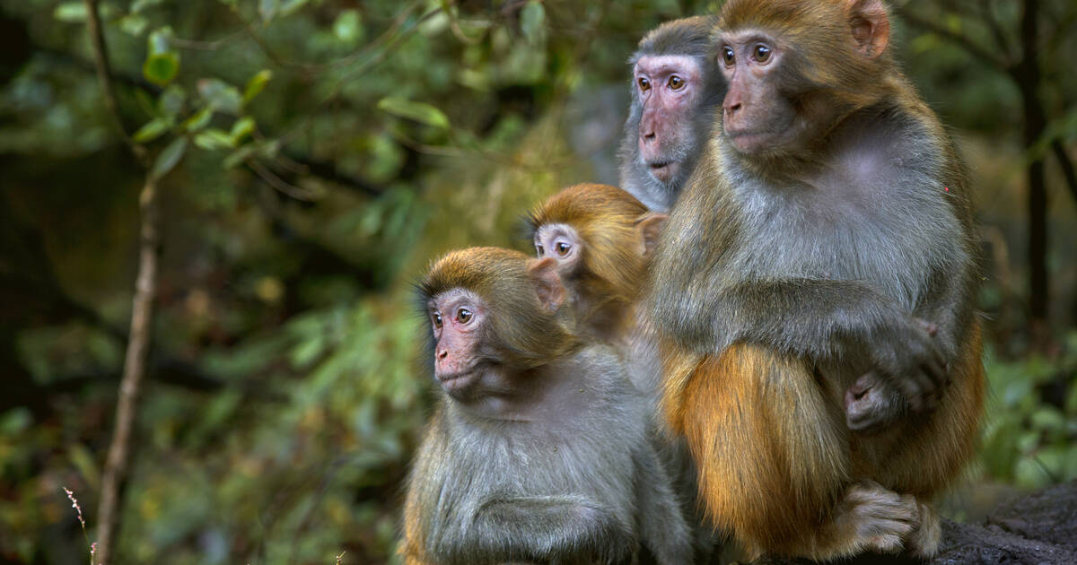 Les animaux sociaux vivent plus longtemps