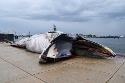 Les baleines du monde entier menacées par le risque de collision avec les navires