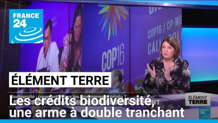 Les "crédits biodiversité", un outil de protection à manier avec précaution • FRANCE 24