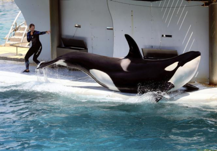 Les orques détenues au parc Marineland d’Antibes ont fait l’objet d’une demande de transfert vers le Japon